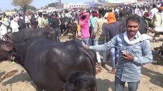 Bhanpur market bhopal me buffalo ki variety || @AnanddairyvlogsBhopal  #buffalomarketbhopal
