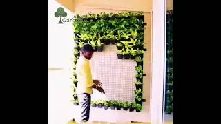Natural Green Wall Installation Step By Step | How To Install Vertical Garden | Delhi
