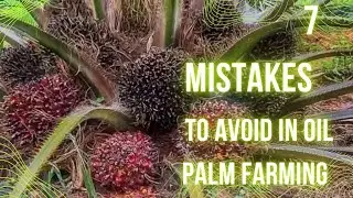 7 MISTAKES TO AVOID IN OIL PALM FARMING IN 2026