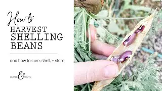 How to Harvest Shelling Beans