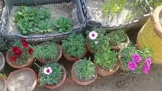 Rangon bhara gaurden,  khubsurat grossing palat 