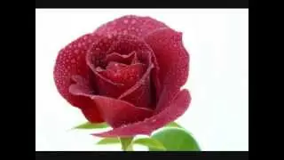 Lub Paj Rose