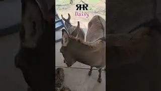 Day 16: Marie Wants More Bread! 🤣 Baby Mini Donkey Daisy!