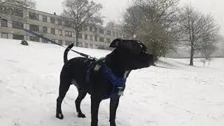 First time seeing Snow ❄️ | Odin the Staffordshire Bull terrier