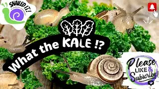 What the kale 🥬