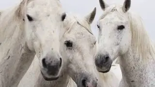 Bruits de sabots | Balades et randonnées équestres | Camargue