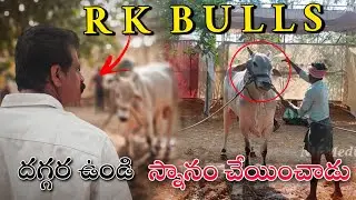 RK bulls|Narasaropeta 2022|new category|legend lion|#nhmedia