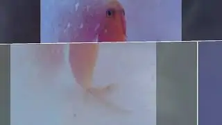 Marine fish at Borneo Ocean Sabah Malaysia