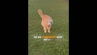 Dieser Besitzer kümmert sich immer gut um seinen älteren Hund!