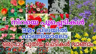 🌼🌺🔥 30 രൂപ മുതൽ വിലയിൽ കൈനിറയെ പൂച്ചെടികൾ വങ്ങിയാലോ 🤩 #reels #garden #plants #flowers