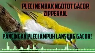 masteran pleci tembakan rapat dan kasar ❗❗ampuh memancing emosi lawan,