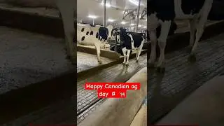 Happy Canadian Agriculture Day #cdnag #agday24 #agriculture #dairyfarm #cows #calf #viral #farmer