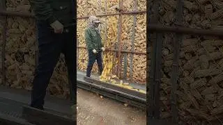 Technique for feeding corn into a machine using a conveyor belt to process it