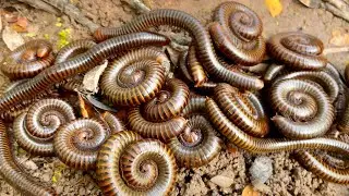 Many giant millipedes came to drink from the small pond. #insects #snake #snail