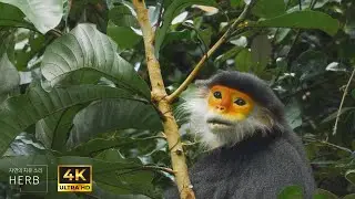 Inside the Daily Life of Playful Monkeys | Relaxing wildlife ambience with streamsounds