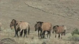 Kiger Mustangs Fall Check