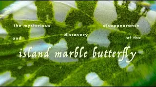 the mysterious disappearance and discovery of the island marble butterfly