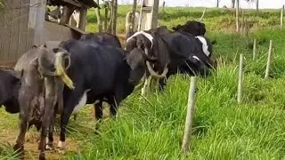 500 LITROS DE LEITE POR DIA MUITA LUCRATIVIDADE E MELHOR EM POUCA TERRA 
