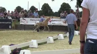 Reserve Champion Colt - Golden West/FS Golden Highlight