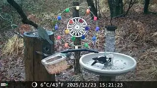 20251223 POSATOIO - BIRD FEEDER