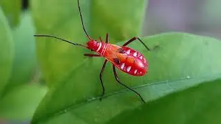 A Close-Up World, The Stunning Red Cotton Stainer Bug