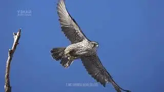 #Очень красивый,сильный и очень хорошо летает-белый кречет,сокол