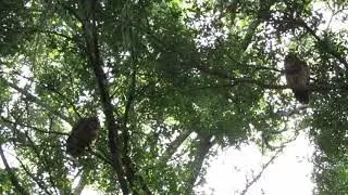 2 Barred Owls Caterwauling Wildlife Video