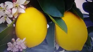 Восемь плодов отступника