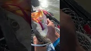 Pescada amarela na Artificiail com assistente 🤩🔥