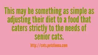 Information Concerning Senior Cat Health