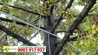 Xổ nhụy mà gặp đọt đi - dính thêm mưa.... Sầu riêng không dễ làm, nhưng cũng không khó khi nắm rõ