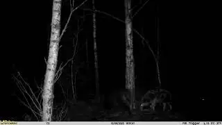 UOVision Compact  LTE/4G 20MP Cloud. Wildboar really like this tree 2022-12-06 18