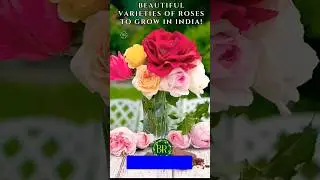 Types of roses #youtubeshorts #typesofroses #trendingshorts #jamalkudu