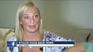 Two dogs stolen from a Bay View home have been reunited with their owner.