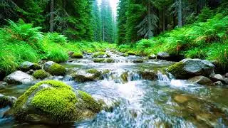 Calming Forest Ambience 🌿 River Flowing Birds Chirping in Hidden Forest Ambience for Rest Medicine