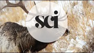 Bull Elk Explained: Antlers, Bugles & the Power of the Rut