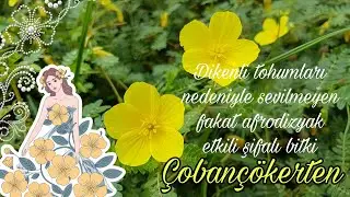 Çobançökerten - Tribulus terrestris