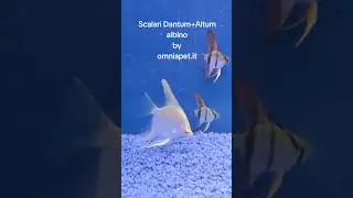 Scalari dantum