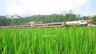 Fajar Utama dan Hijaunya Sawah Patuguran | Train Spotting Indonesia