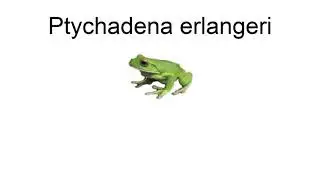 Ptychadena Erlangeri