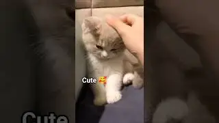 Cute kitten 😍. #kitten#cat#funny#cute#catlover#catshorts#youtubecats#MunchkinCat#CuteKittens11n
