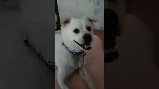 adorable dog so happy of good food❤️😍#pets #shorts #viral #youtubeshorts
