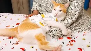 খেলনা খুঁজে পায় নি তাই চিন্তায় পড়ে গেছে 😱