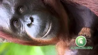 WANT Expeditions is taking MSU alumni to Borneo