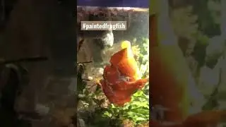 The beast is hungry! #paintedanglerfish #eatsleepreef  #marinefish