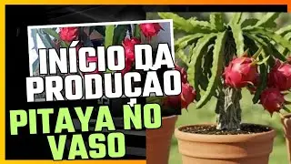 Abertura da safra de pitaya no vaso🌵🆘️🥸#pomar #pitaia #ro&ccedil;a #pitaya 