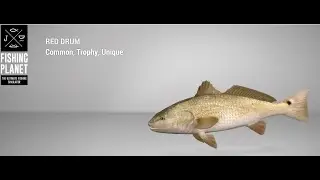 Fishing Planet - Blue Crab Island - Unique - Red Drum - Bottom