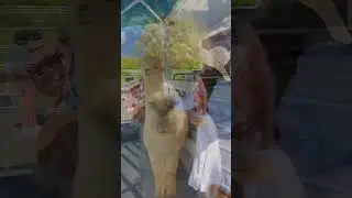 Alpacas got the moves! Checkout Bluebird Farm in NJ #alpaca #alpacafarm #alpacas #alpacaworld #fyp