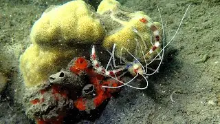 Snorkeling Two fish Lembeh's housereef, part. 1/2 - Sulawesi 2023