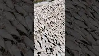 HOW SEA FISH DRY IN NATURAL PROCESS | SEA FOOD DRYING NATURAL PROCESS | MAKING OF DRY FISH TO EXPORT